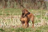 RODESIAN RIDGEBACK 054
